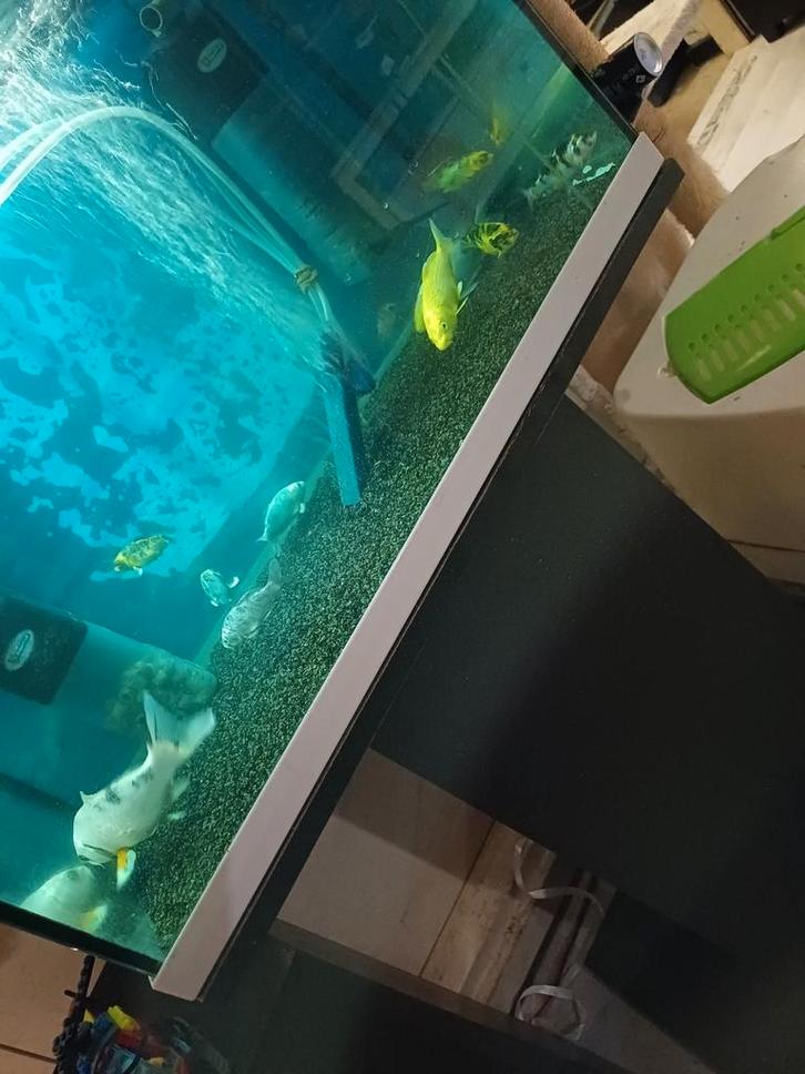 japanse kois van 9cm tot 13cm  deze week nog ophalen, Dieren en Toebehoren, Vissen | Vijvervissen, Karper of Koi