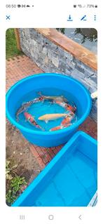 Mooie kois in de aanbieding 60 euro per stuk, Dieren en Toebehoren, Vissen | Vijvervissen, Karper of Koi