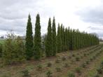 Te Koop Thuja Smaragd met kluit, Tuin en Terras, Volle zon, Vaste plant, Bloeit niet, Ophalen