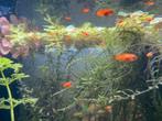 Baby platy’s | platy visjes | aquarium vissen, Dieren en Toebehoren, Vis, Zoetwatervis, Schoolvis