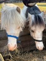 Prachtig welsh jaarling hengstje, Hengst, Niet van toepassing, A pony (tot 1.17m), 0 tot 2 jaar