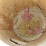 forpusjes, Vrouwelijk, Parkiet, Tam