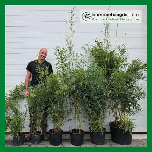 Fargesia Bamboe Planten | Niet woekerende Bamboe kopen, Tuin en Terras, Planten | Struiken en Hagen, Haag, Bamboe, 250 cm of meer