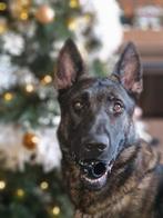 Een lieve en mooie Duitse herder, Dieren en Toebehoren, Honden | Herdershonden en Veedrijvers, Rabiës (hondsdolheid), Reu, 1 tot 2 jaar