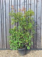 Photinia Red Robin glansmispel haagelement 180 cm euro 125,-, Ophalen, Overige soorten, Haag, 100 tot 250 cm