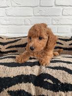 Malitpoo pups, maltezer, toy poedel, Dieren en Toebehoren, Honden | Chihuahua's en Gezelschapshonden, Nederland, Overige rassen