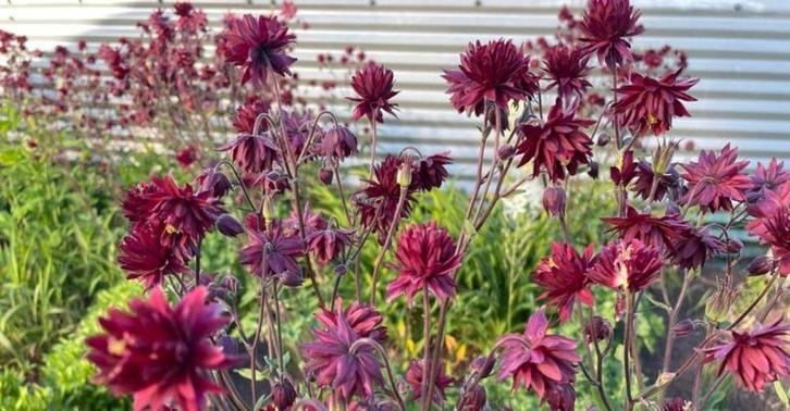 Zaden Akelei vulgaris Bordeaux Barlow, Tuin en Terras, Bloembollen en Zaden, Volle zon, Verzenden