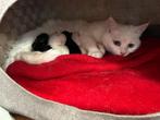 kittens beschikbaar!, Dieren en Toebehoren, Meerdere dieren, Kortharig, 0 tot 2 jaar