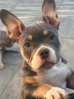 American micro bully teefje!!! 12 weken oud, Overige rassen, CDV (hondenziekte), 8 tot 15 weken, Teef