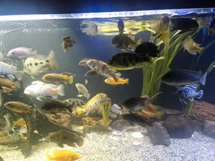 Malawi cichliden - prachtige vissen, Dieren en Toebehoren, Vissen | Aquariumvissen, Vis