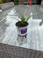 Palmboompje, Volle zon, Vaste plant, Bloeit niet, Ophalen