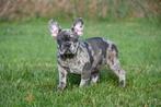 Franse Bulldog pup te koop (blue merle - reutje), Rabiës (hondsdolheid), 15 weken tot 1 jaar, Reu, Buitenland