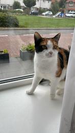 2 poezen ter overname (lapjeskat, Europese), 3 tot 5 jaar