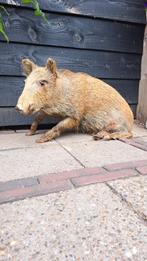 Prachtig opgezette Wild Zwijn Taxidermie, Ophalen of Verzenden, Zo goed als nieuw, Wild dier, Opgezet dier