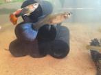 Guppen, Dieren en Toebehoren, Vis, Zoetwatervis, Schoolvis