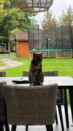 2 jaar oude lieve poes, Poes