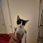 Laatste kitten met leuke kenmerk, Dieren en Toebehoren, Katten en Kittens | Overige Katten, Poes