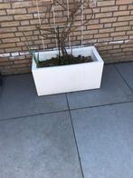 Verrijdbare Elho plantenbak met druivenstruik nieuwpr €300;, Tuin en Terras, Bloembakken en Plantenbakken, Ophalen, Kunststof