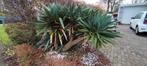 Yucca(?) tuinplant - zelf uithalen!, Volle zon, Vaste plant, Bloeit niet, Ophalen