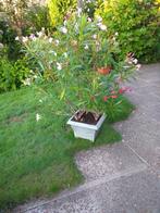 kamerplanten 4  grote oleander planten in 1 grote pot, Volle zon, Vaste plant, Zomer, Ophalen