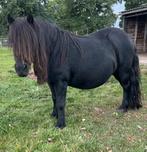 Lieve shetlander pony en merrie veulen, Merrie, A pony (tot 1.17m), Recreatiepony, Gechipt