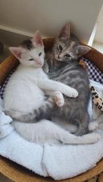 Europees korthaar kittens, Meerdere dieren