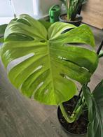 Monstera Sport Noid Blue mint GoG, Huis en Inrichting, Overige soorten, In pot, Minder dan 100 cm, Groene kamerplant