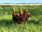 Jonge tamme New Hampshire kriel kippen hennen gesekst, Dieren en Toebehoren, Pluimvee, Vrouwelijk, Kip
