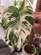 Monstera albo variegata stekje, Huis en Inrichting, Kamerplanten, Overige soorten, Minder dan 100 cm, Groene kamerplant, Halfschaduw