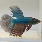 Betta splendens man 08, Dieren en Toebehoren, Vis