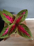 Siernetel stekjes ( Coleus), Huis en Inrichting, Kamerplanten, Ophalen, Overige soorten, Minder dan 100 cm
