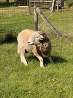 Herdwick rammen stamboek, Dieren en Toebehoren, Schapen, Geiten en Varkens, Mannelijk, Schaap