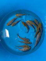 Ochiba koi, Dieren en Toebehoren, Vissen | Vijvervissen, Karper of Koi