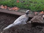 2 Witte bosfazant (mutatie) hanen, Dieren en Toebehoren, Pluimvee, Mannelijk, Overige soorten