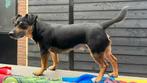 Oppas gezocht  voor onze hond 22 juli tot 7 Aug, Dieren en Toebehoren, Rabiës (hondsdolheid), Eén hond, 3 tot 5 jaar, Nederland