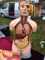 Anatomisch model gips, Ophalen