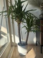 Yucca 90 cm hoog, Huis en Inrichting, Kamerplanten, Ophalen of Verzenden, Overige soorten, Halfschaduw, Minder dan 100 cm