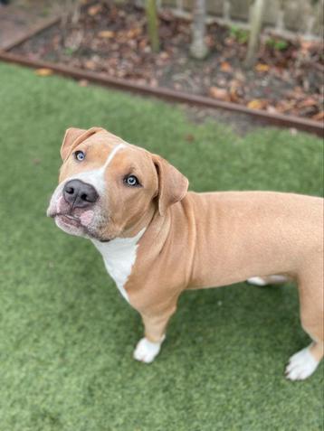 Zeer lieve Bully XL pup te koop, Forever Home gezocht! beschikbaar voor biedingen