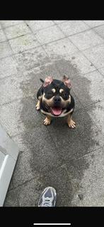 American pocket bully met stamboom, Dieren en Toebehoren, Honden | Bulldogs, Pinschers en Molossers, Rabiës (hondsdolheid), 1 tot 2 jaar
