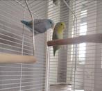 2  vogels, Meerdere dieren