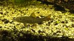 Carra Rufa, doctors fish, algeneter., Dieren en Toebehoren, Vissen | Aquariumvissen, Overige typen, Zoetwatervis