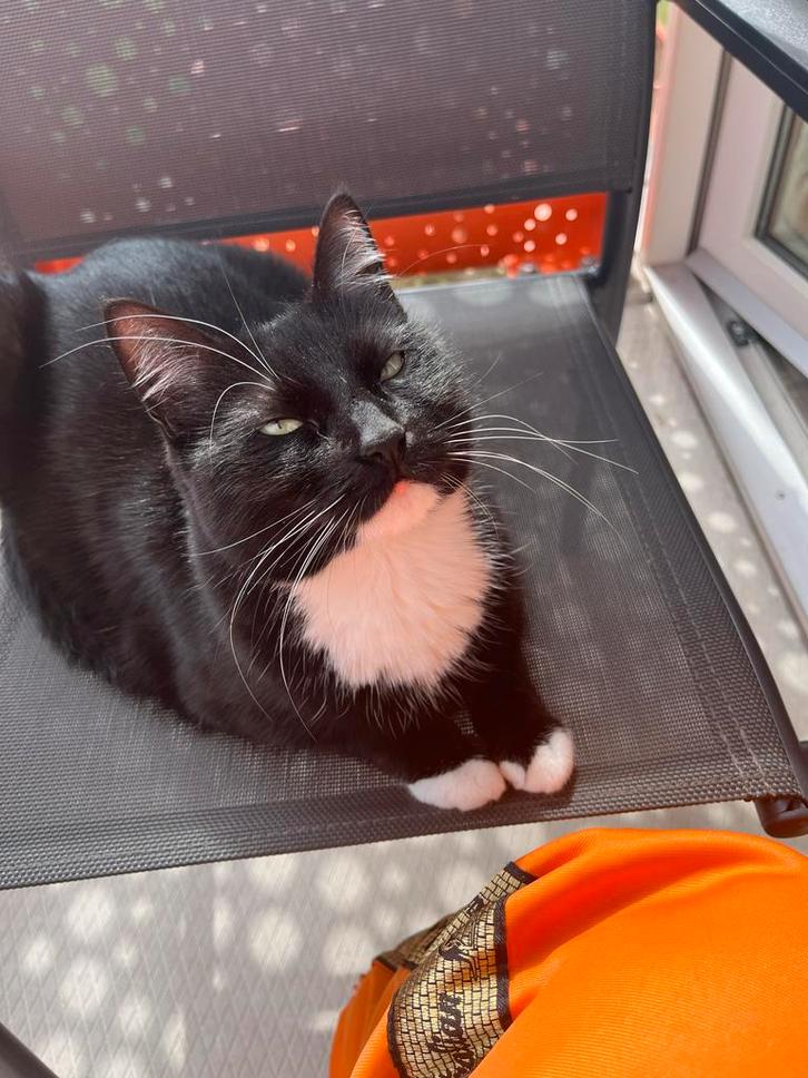 Huisdier, Dieren en Toebehoren, Katten en Kittens | Overige Katten, Kortharig, Poes, 3 tot 5 jaar