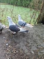 Sierduiven, Meerdere dieren, Overige soorten
