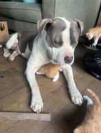 Amerikaanse Stafford dekreu!, Reu, Eén hond, 3 tot 5 jaar, Nederland