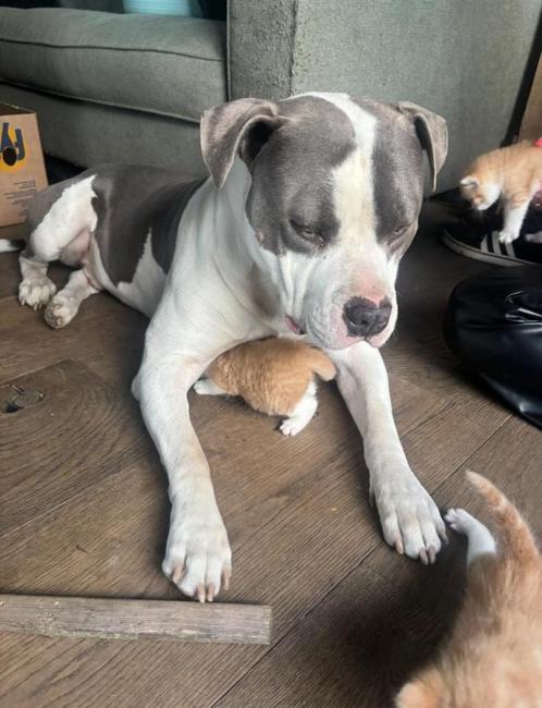 Amerikaanse Stafford dekreu!, Dieren en Toebehoren, Honden | Dekreuen, Reu, Particulier, Eén hond, Nederland, 3 tot 5 jaar