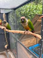 Freeflight Pyrrhura’s, Dieren en Toebehoren, Vogels | Parkieten en Papegaaien, Meerdere dieren, Parkiet