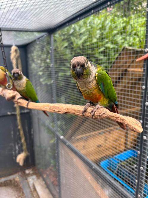 Freeflight Pyrrhura’s, Dieren en Toebehoren, Vogels | Parkieten en Papegaaien, Parkiet, Meerdere dieren