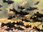 Jonge Black Mollies, Dieren en Toebehoren, Vissen | Aquariumvissen, Vis, Zoetwatervis