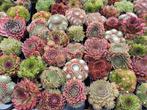 Sempervivum Rotsplanten Vetplanten, Ophalen, Zomer, Volle zon