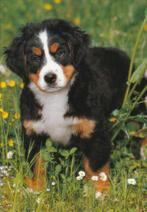 Kaart Berner Sennen, Ophalen of Verzenden, 1980 tot heden, Ongelopen, Hond of Kat